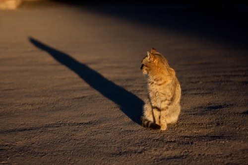 Cat at sunset Cat at sunset 500x332 Marrakesh: Morocco photo gallery