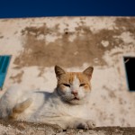 Essaouira pussy cat