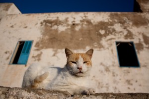 Essaouira pussy cat