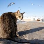 Essaouira pussy cat2 150x150 Morocco: Essaouira Photos