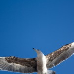 Essaouira seagul