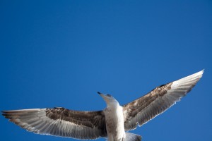 Essaouira seagul