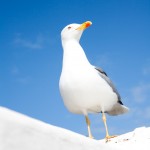 Essaouira seagull