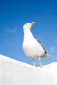 Essaouira seagull