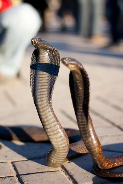 Moroccan snake charming Moroccan snake charming 500x749 Marrakesh: Morocco photo gallery