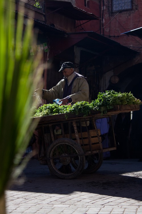 Moroccan street trader herb seller 500x749 Marrakesh: Morocco photo gallery