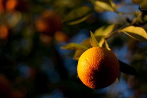 Oranges in Marrakesh Oranges in Marrakesh1 500x333 Marrakesh: Morocco photo gallery