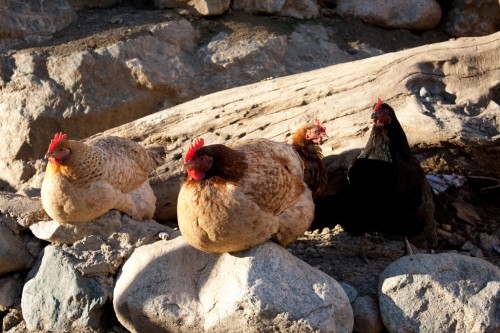 Some fat chickens Some fat chickens 500x333 Marrakesh: Morocco photo gallery