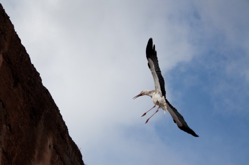 Stork landing at the palace Stork landing at the palace 500x333 Marrakesh: Morocco photo gallery